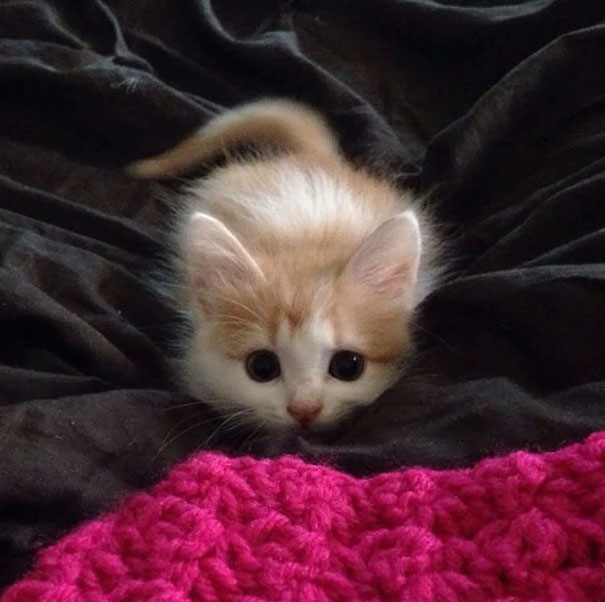 kitten-proof-home