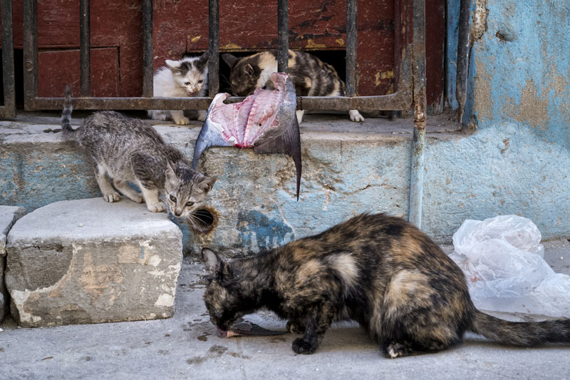 feral cats eating